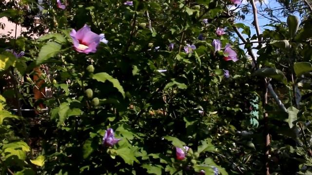 Гортензия ванилла фрайз 2019 смотреть онлайн