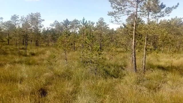 Открытие сезона/ клюква урожай 2020