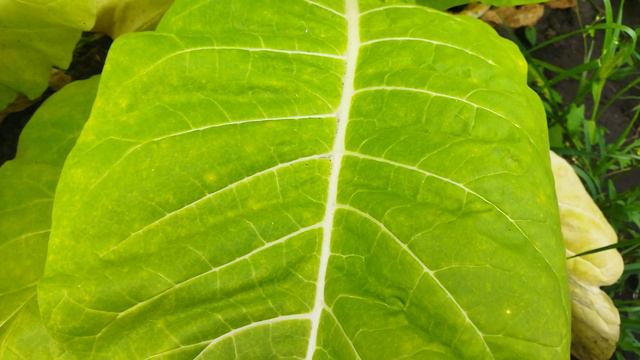 Берли Краснодарский.