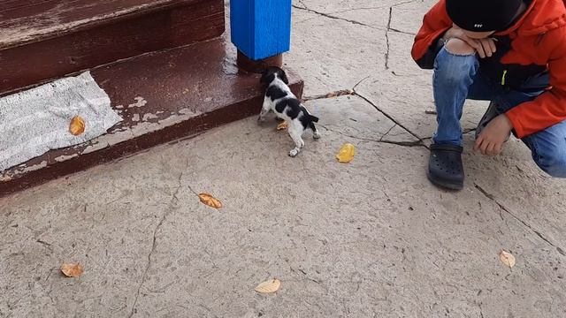 ЩЕНОК.РУССКИЙ СПАНИЕЛЬ ПЕРВАЯ ПРОГУЛКА смотреть онлайн
