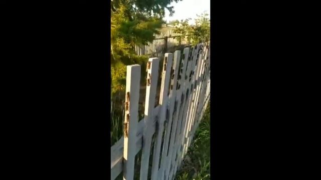 Шелкопряд в Якутии оккупировал не только леса, но и дороги