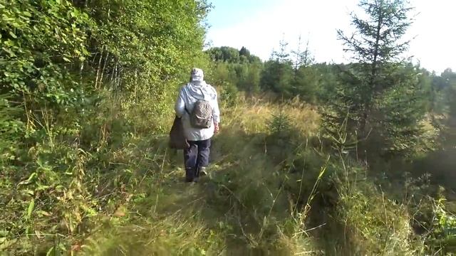 Душевный поход за грибами. 28 авг 2020. смотреть онлайн