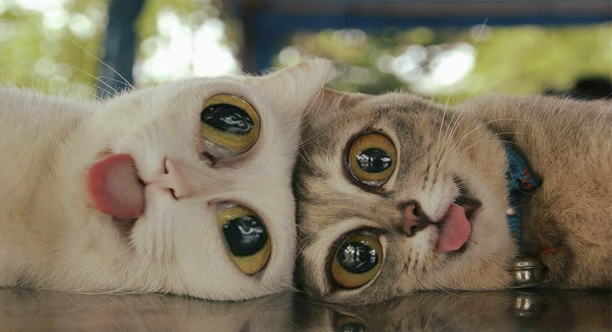 смешные коты видео очень смешные