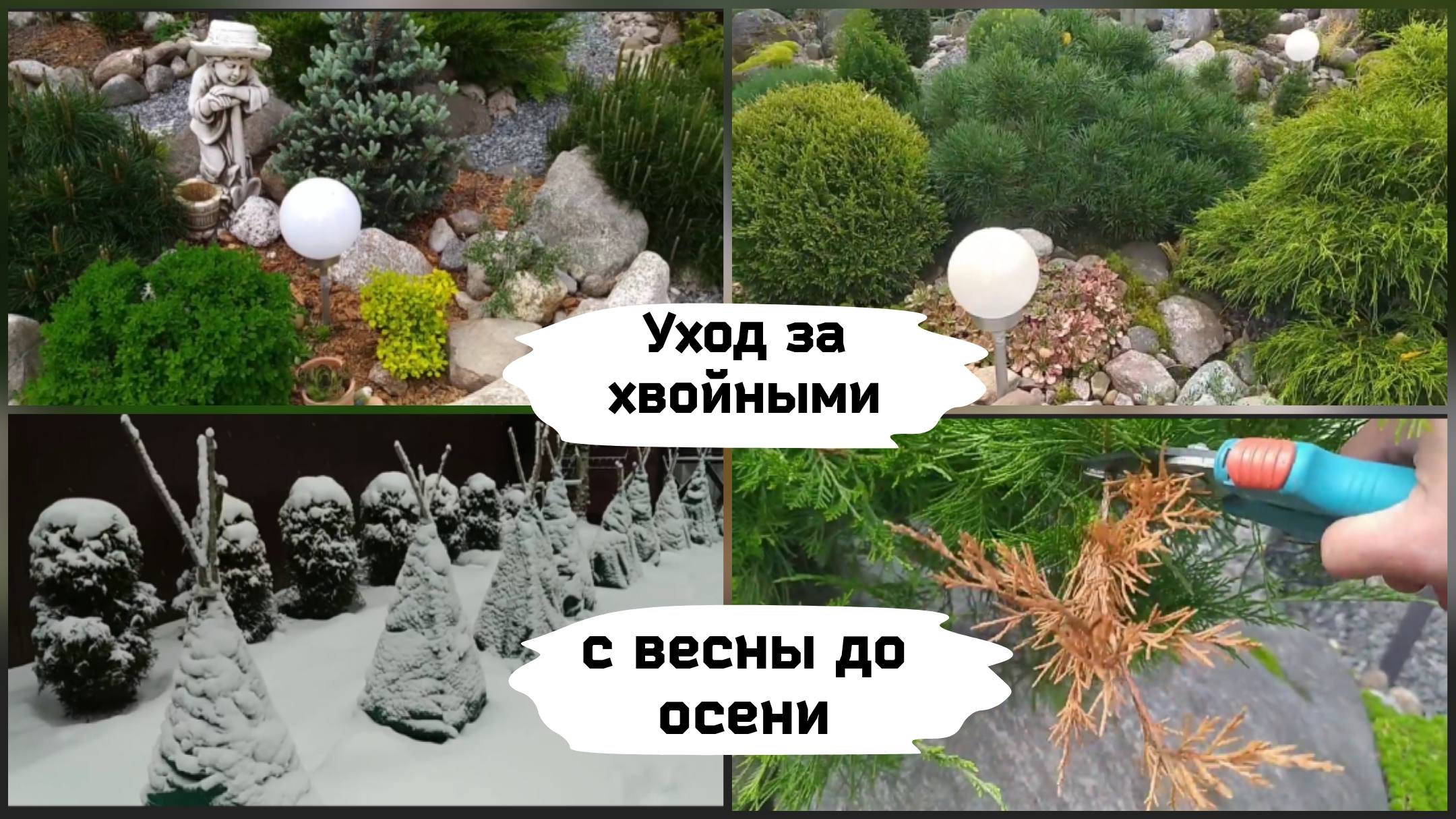 Уход за хвойными с весны до осени
(Ленинградская область). смотреть онлайн