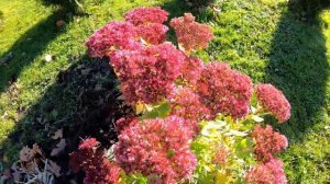 Очиток - удивительное рядом. Противоопухолевые и другие полезные свойства очитка (седума)