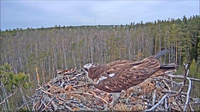 Скопа. Марко и Миина. (Эстония) - Estonian Osprey Nest (Marko & Miina).