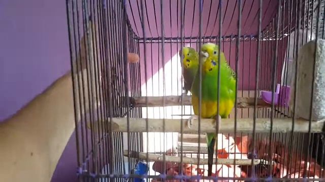 Жизнь волнистых попугаев / Волнистые попугаи / Попугай Кеша и Ляля смотреть онлайн