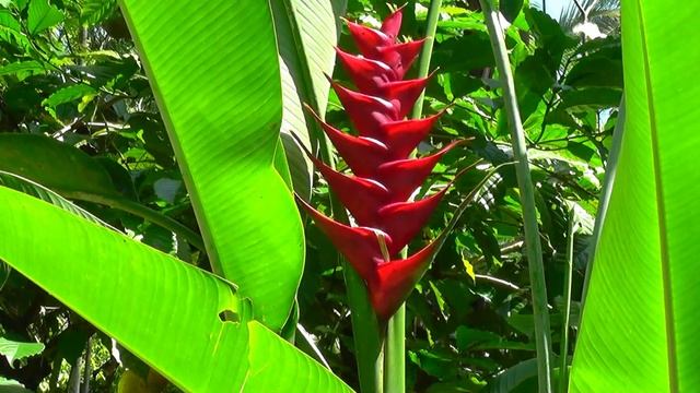 INDONESIA plantation tour Kebun Besar, Kalibaru, Java (hd-video) смотреть онлайн