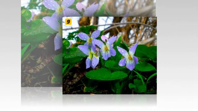 Фиалковый букет смотреть онлайн