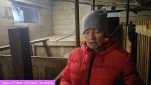 СВИНЬИ КАК БИЗНЕС/Как вырастить поросёнка/Жизнь в деревне