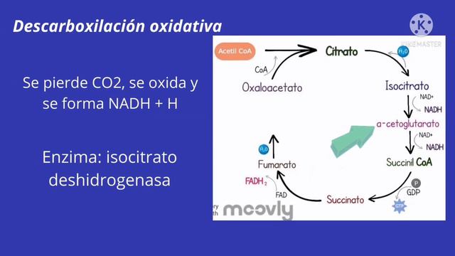 El ciclo de Krebs смотреть онлайн
