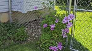 Blooming Knockout Roses, Weigelas, William baffin climbing Rose & more! 5/23