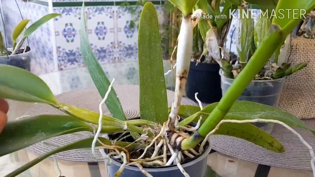 Посадка каттлей во мхе. Обзор. смотреть онлайн