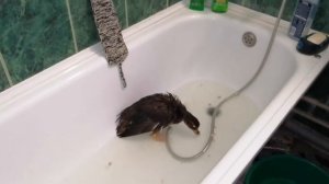 Заболела подсадная утка.