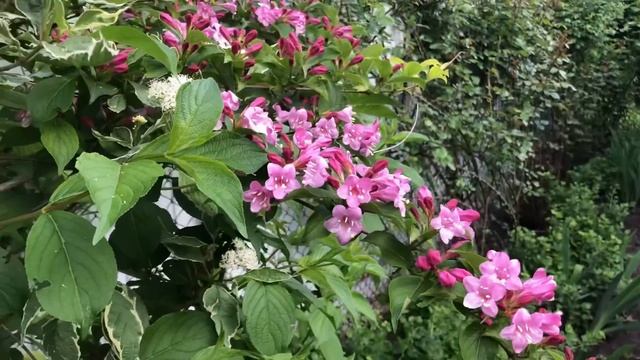 15 мая.Пионы,луки,ирисы,вейгела.Красота и доброта. смотреть онлайн