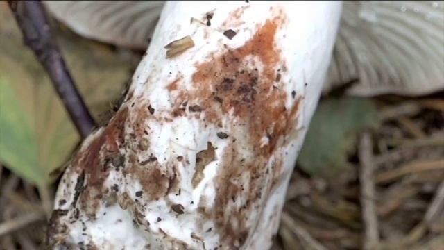 Russula nigricans @ Conoscere i funghi 13.09.2016 смотреть онлайн