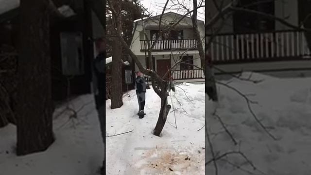 Обрезка яблонь зимой смотреть онлайн