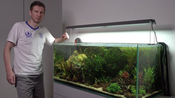 Аквариумные растения. Условия содержания