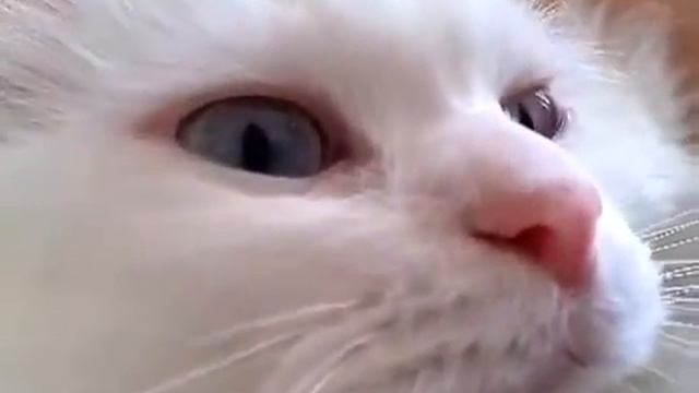 Кошка возле лица♥кот Котик Кошечка кошки милый смешной смотреть онлайн