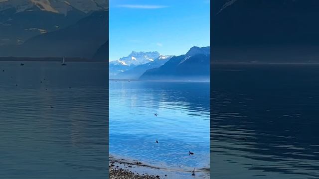 Vevey Switzerland #shorts #vevey #switzerland #swiss #travel #trip #tour смотреть онлайн