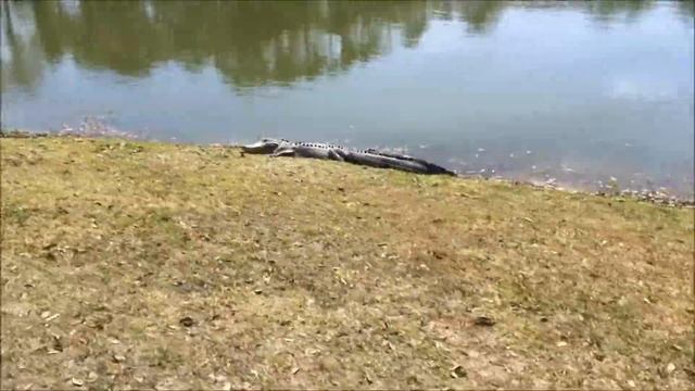 Alligator аллигаторы во Флориде