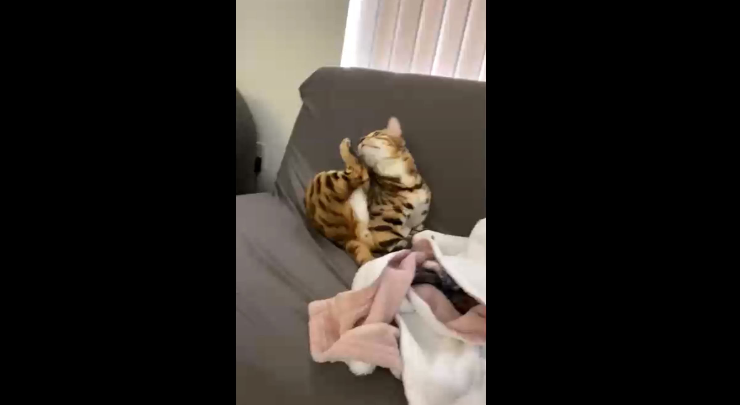 Кот сломался... смотреть онлайн