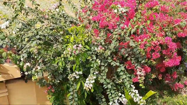 All About Bougainvillea🌸 #sobha'svlogs #bougainvillea #cookingchannel #gardening  #floral