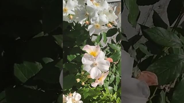 Роза Салли Холмс смотреть онлайн