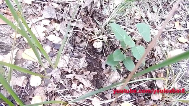 В лес за грибами. смотреть онлайн