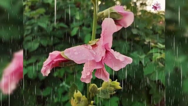 Beautiful nature: flowers in the rain. Красивая природа: цветы под дождем. смотреть онлайн