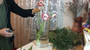 Реанимация срезанной герберы Уход за герберой. Срез. часть 1