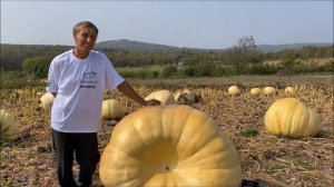 Как вырастить гигантскую ЭМ тыкву