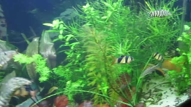 Botia macracantha & Botia lohachata.(Боция клоун и мраморная боция спустя полгода после покупки.) смотреть онлайн