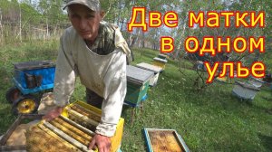Двухматочное содержание! Продолжаем эксперимент