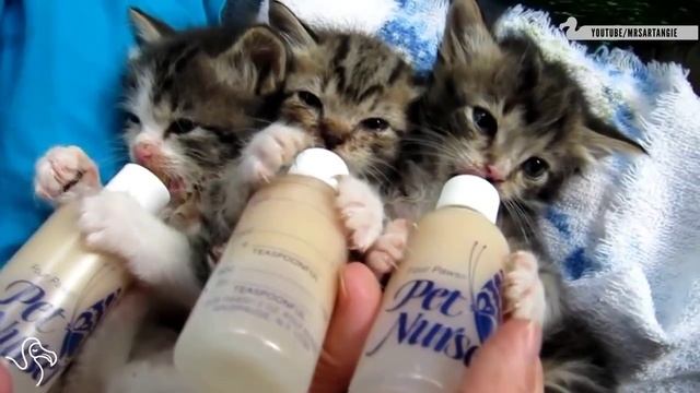 Котики мило пьют с бутылочек смотреть онлайн