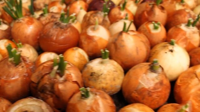 В чем разница посадки целого лука и обрезанного? Лук на перо смотреть онлайн