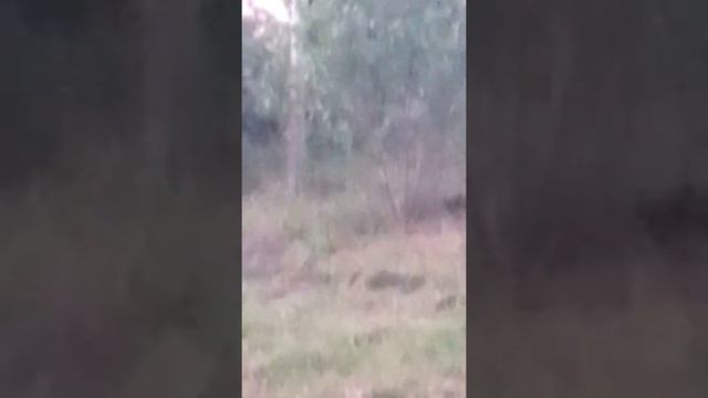 Поздний воскресный вечер,в саду под яблоней собрала 1 кг яблок. смотреть онлайн