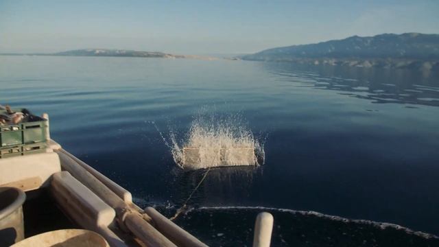 Slučajni ulov ptica смотреть онлайн