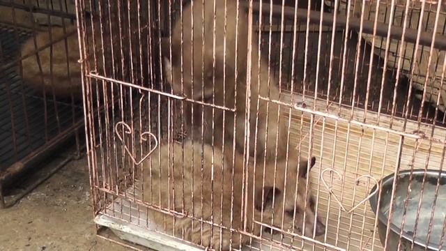 Мусанг, неутомимый производитель кофе Лувак (Лювак) смотреть онлайн