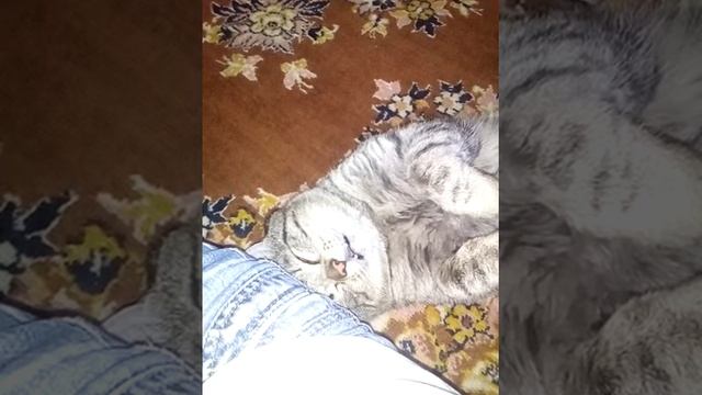 Кот по имени козел смотреть онлайн