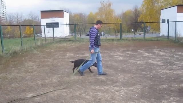 Дрессировка щенка Лабрадора.Умничка "Дарси" 4 месяца. смотреть онлайн