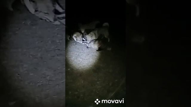 Охота на барсук шежин 2 смотреть онлайн