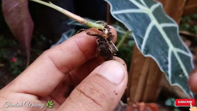 Update Hasil Budidaya Alocasia Amazonica смотреть онлайн