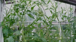 Томат Пасхальное яйцо