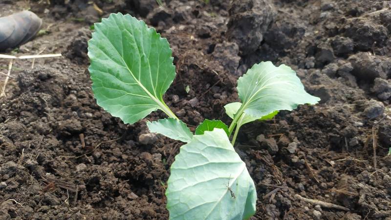 Использую пластиковые бутылки на огороде. смотреть онлайн