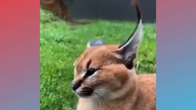 Caracal ear flicks смотреть онлайн