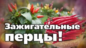 Сорта острого перца. Для тех, кто любит помягче и поострее.