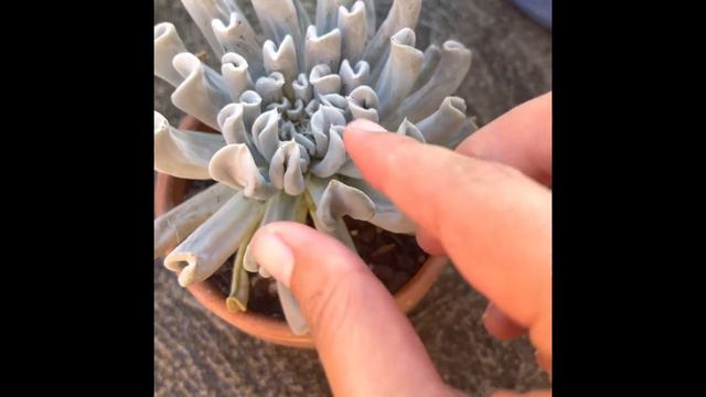 Succulent: Topsy Turvy Watering. How To Spot Thirst In Your Succulents