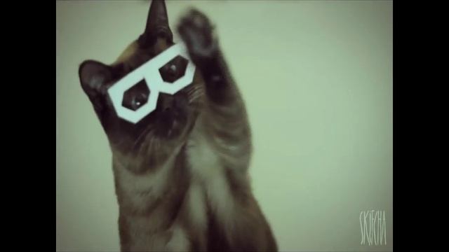 DubStep Cat likes Skrillex смотреть онлайн