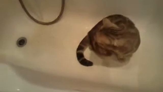 КотЭ боится воды смотреть онлайн